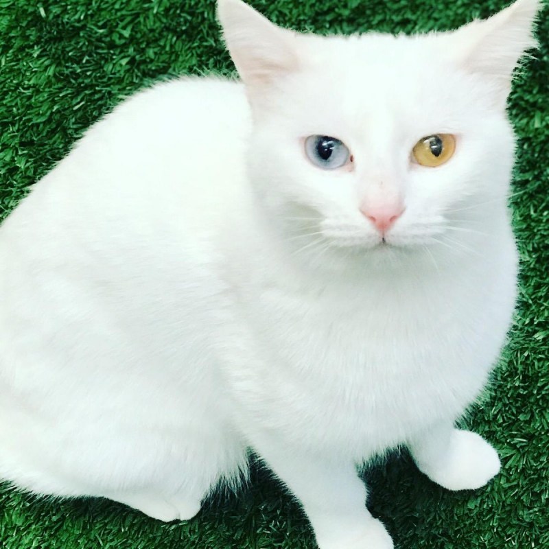 Турецкая ангора котята