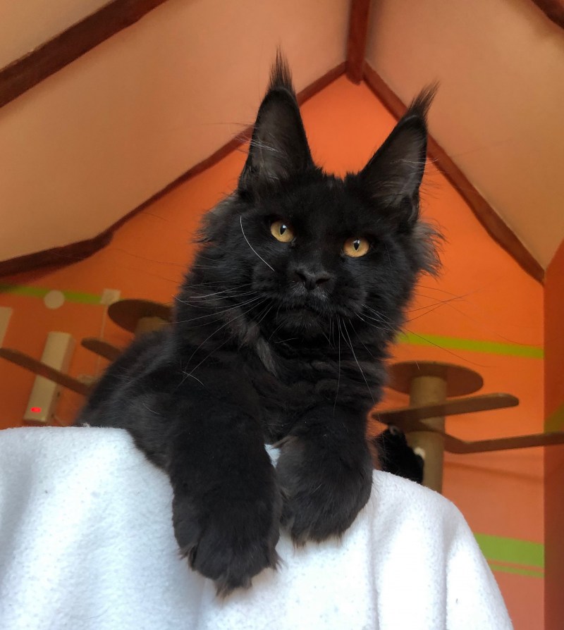 Котята Мейн кун черные гладкошерстный