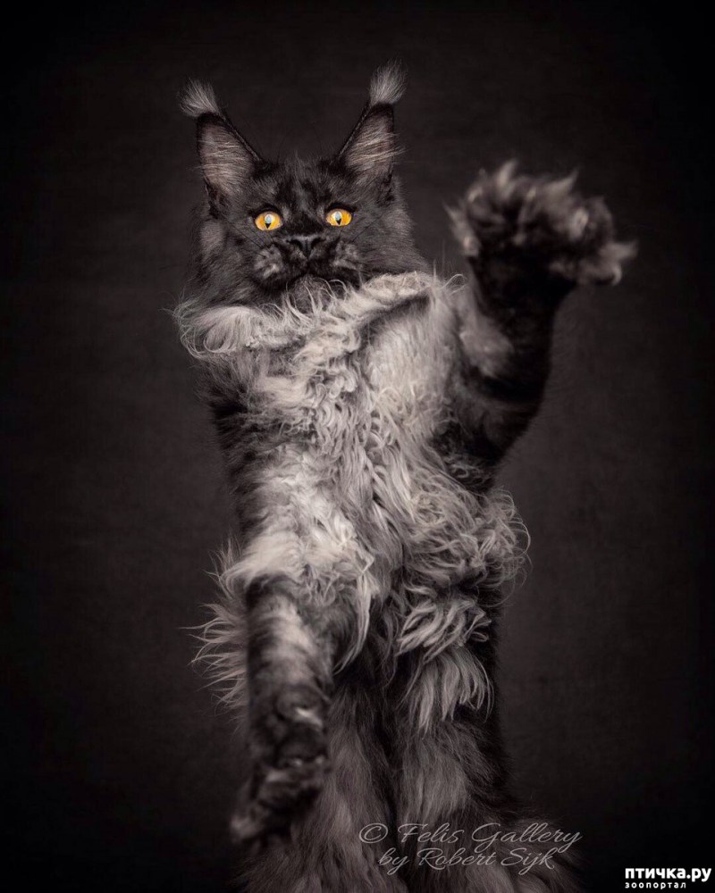Кот Мейн кун черный