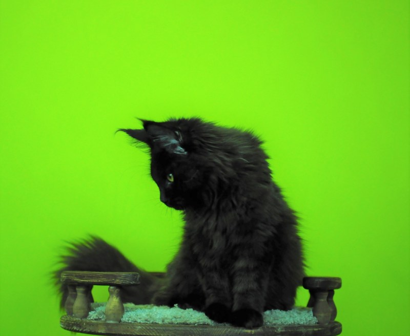Мейн-кун (Maine Coon)