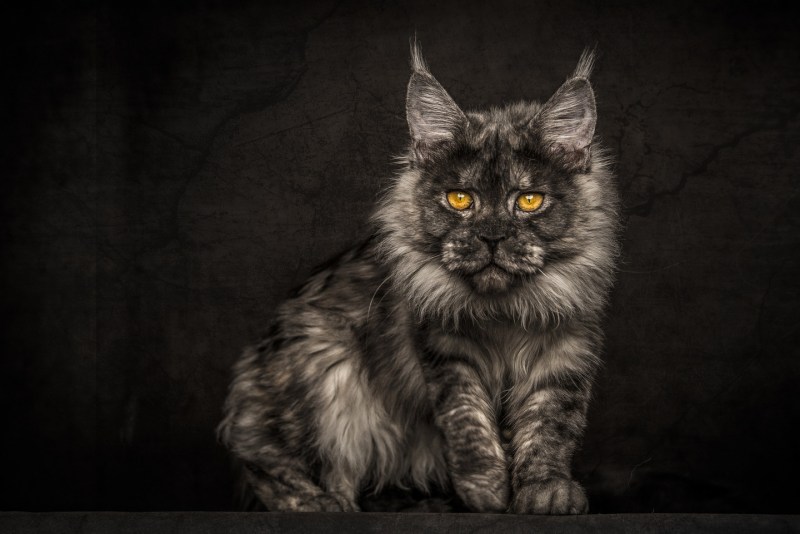 Кот Бегемот Мейн кун