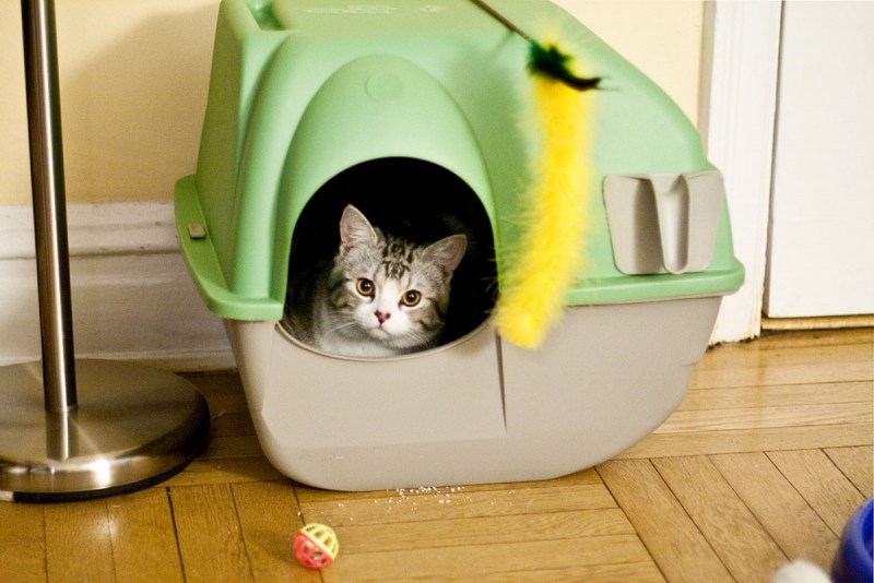 Кошка лоток квартира