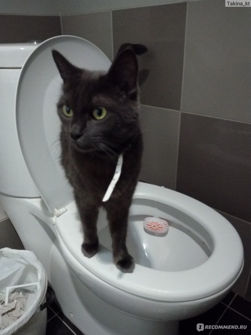 Кот ходит на унитаз