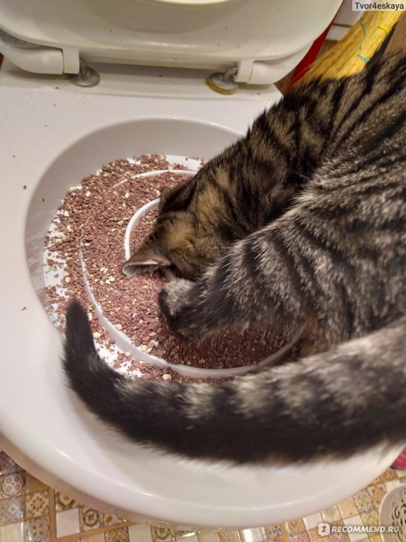 Приучалка кота к туалету