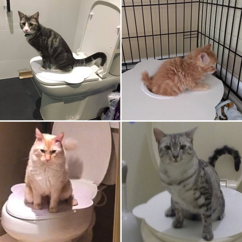 Приучить кота к человеческому туалету