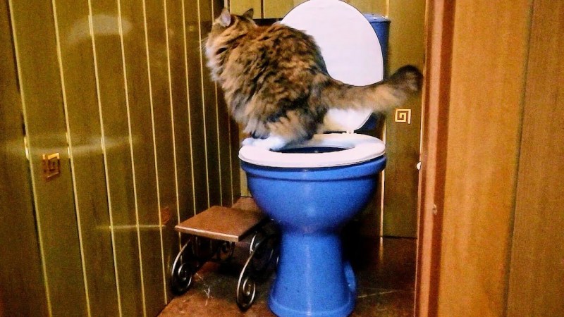Прикол как приучить кота к унитазу