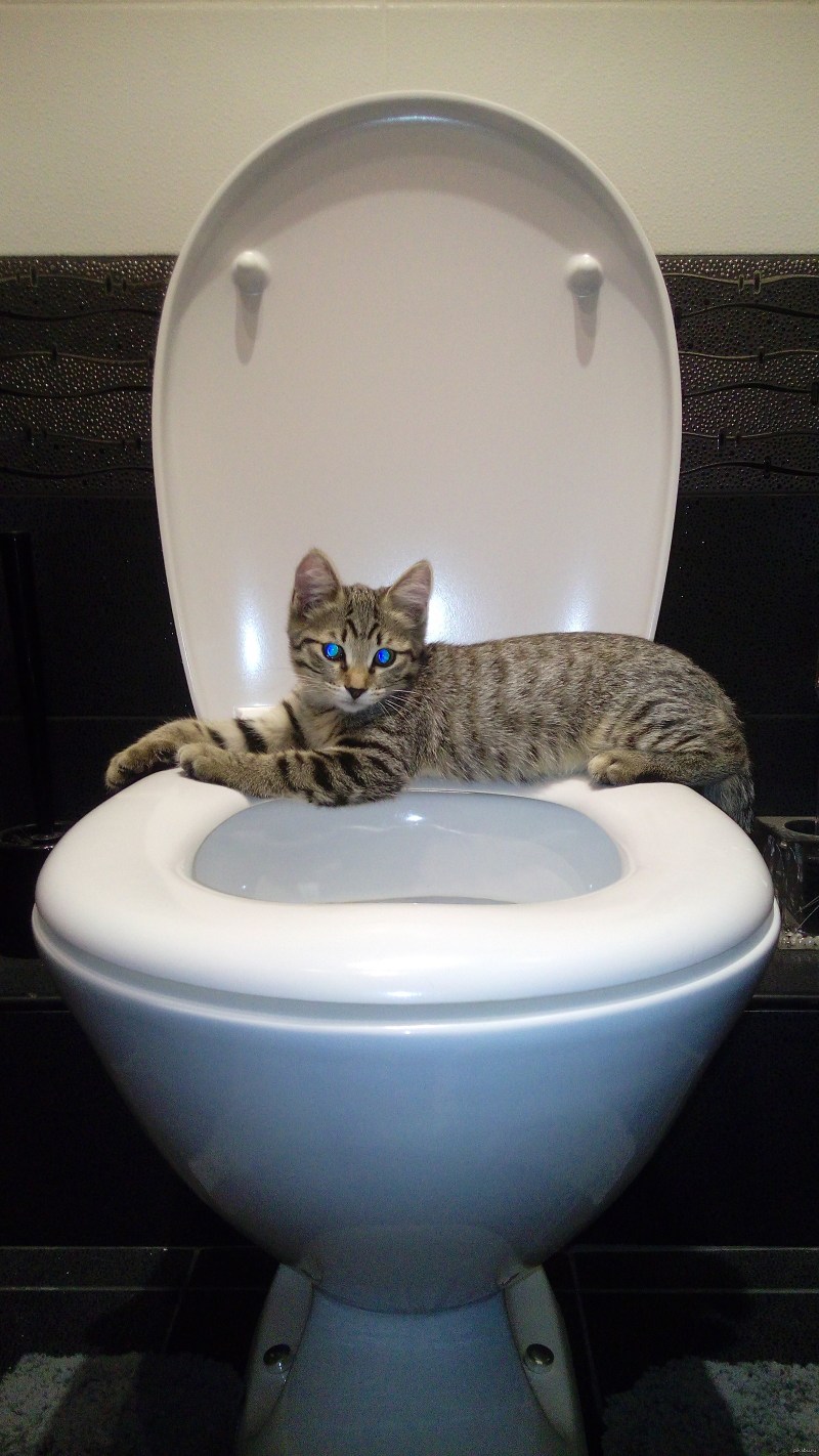 Приучить котенка к унитазу