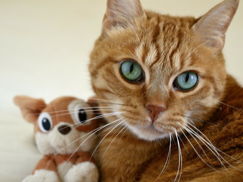 Кошка близко