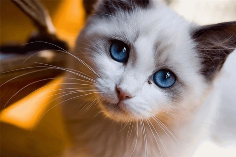 Котенок с красивыми глазами