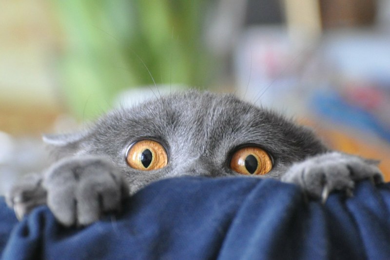 Коты нахалы