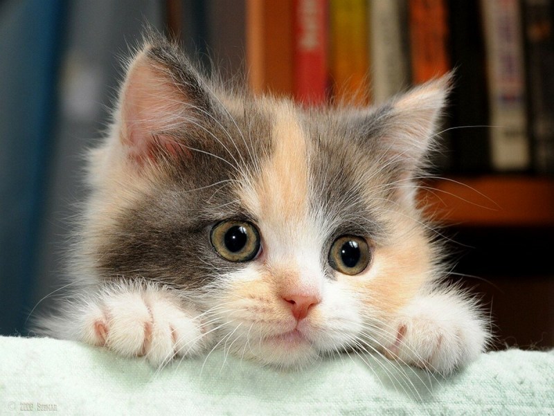 Хорошенький котик