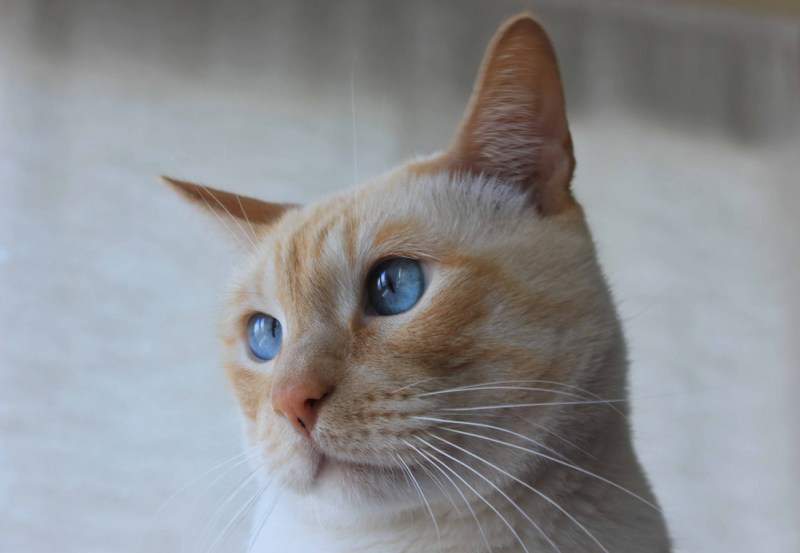 Морда кота