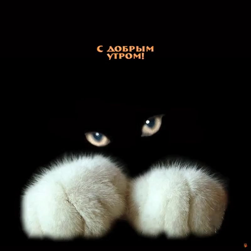 Кот из Шрека фото