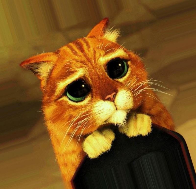 Грустный котик
