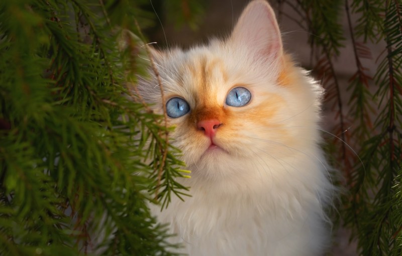 Кот в сапогах Шрек