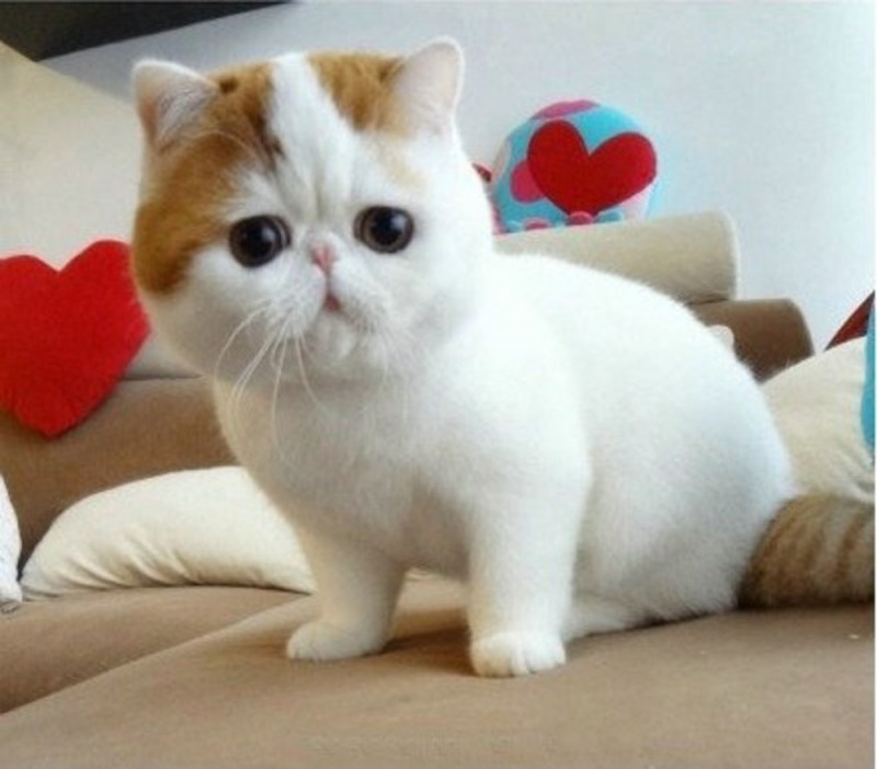 Японская кошка экзот