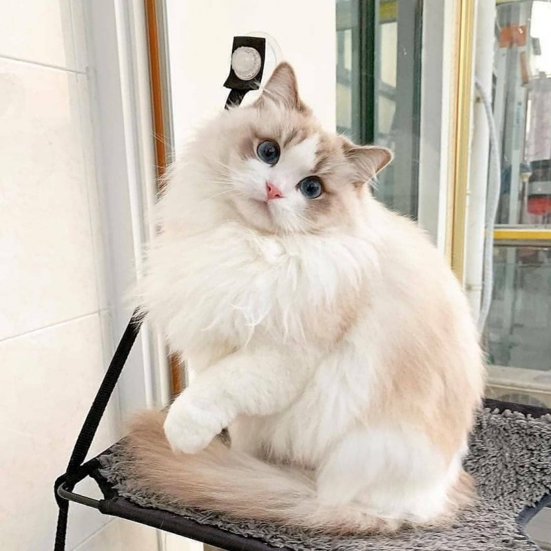 Кот породы Снупи