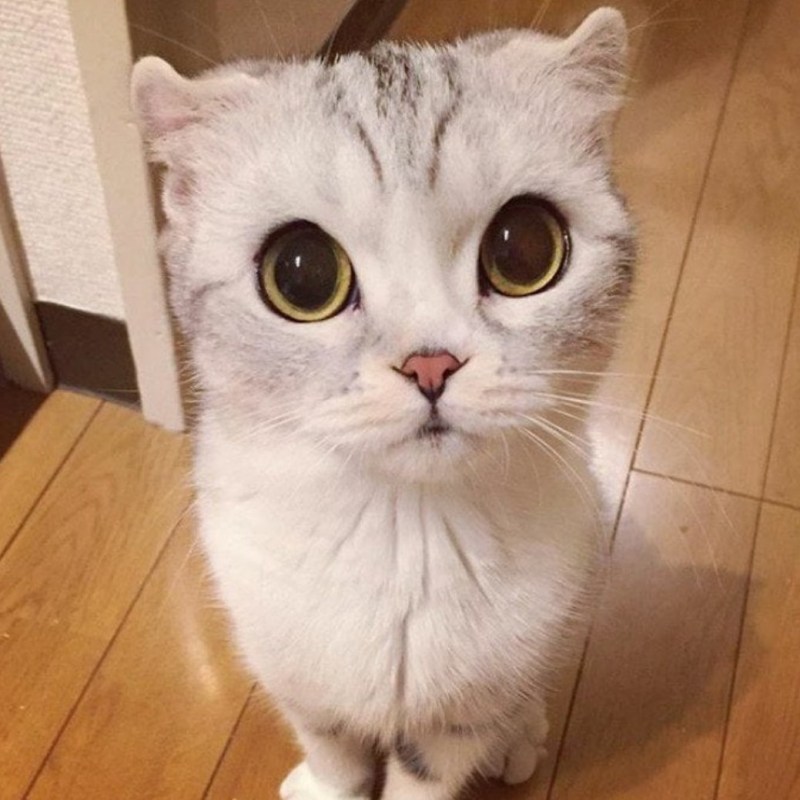 Пушистая кошка