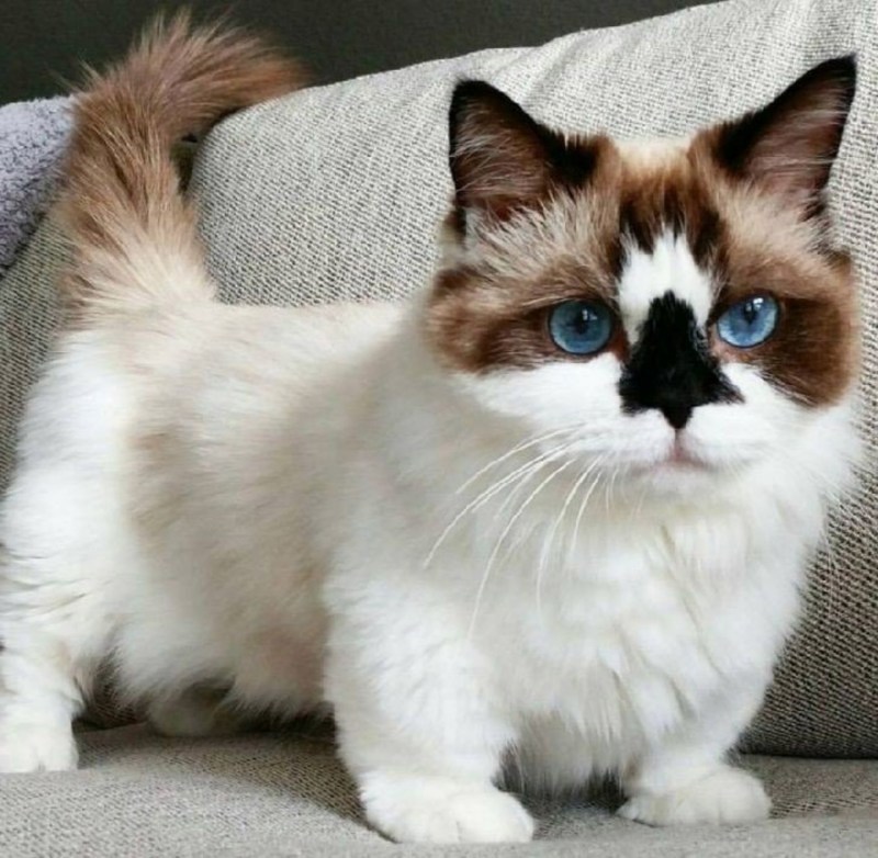 Красивые коты