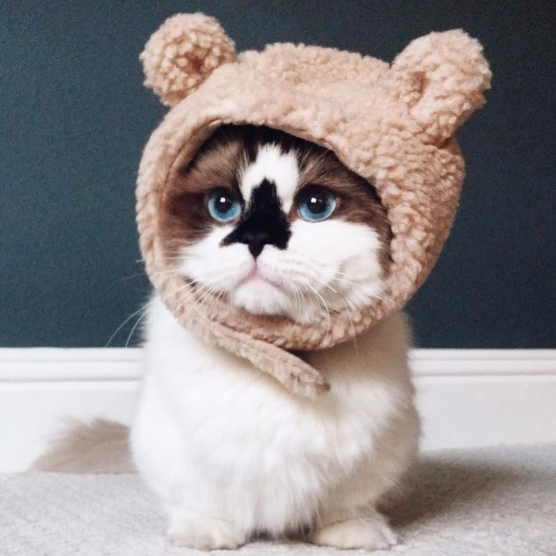 Японский кот