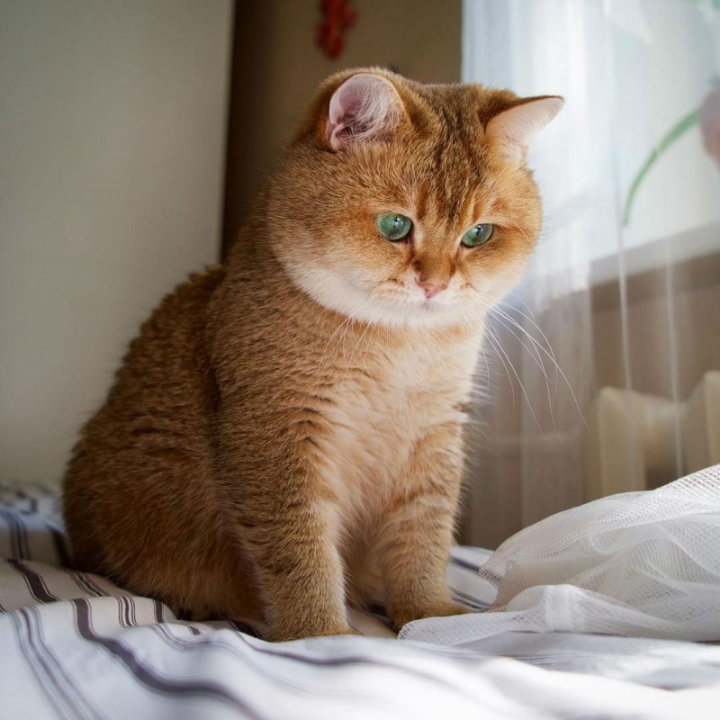 Коты Манчкин милые