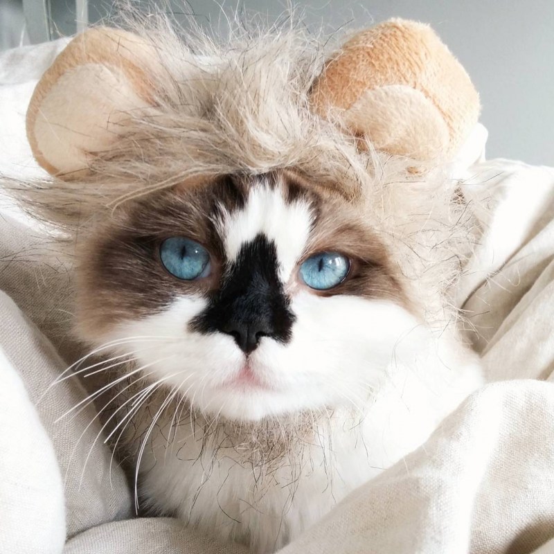 Японский кот Снупи