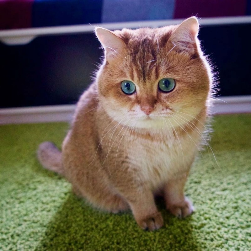 Милый кот