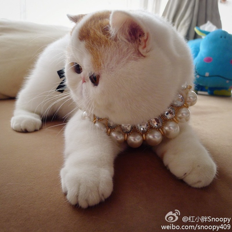 Коты Манчкин милые