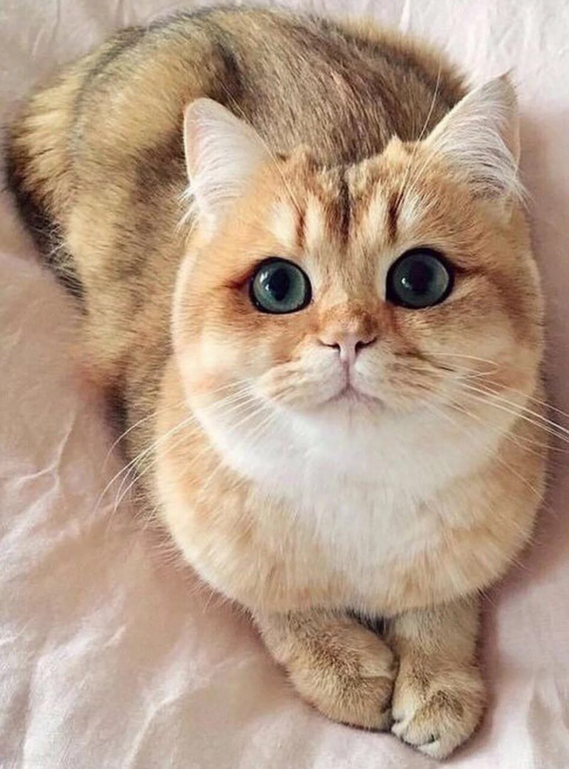 Британский кот Коби