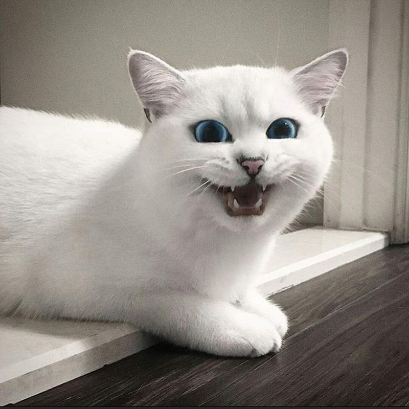 Маленькие котики