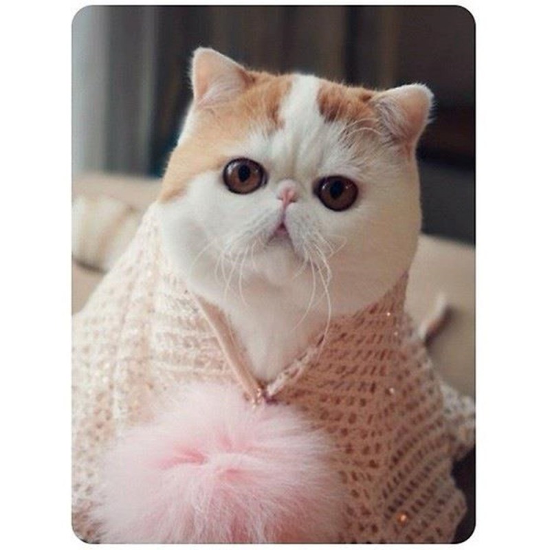 Экзот Снупи
