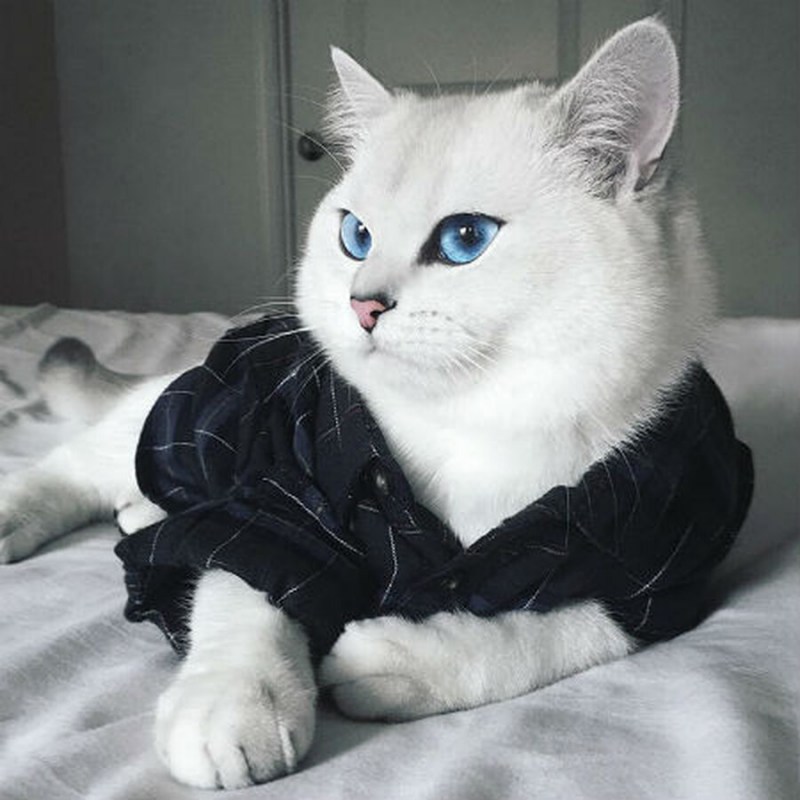 Снупи шиншилла