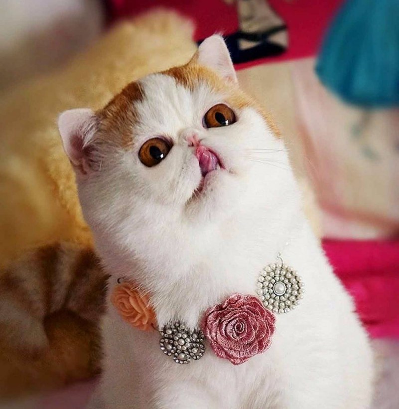 Милые котики в шапках