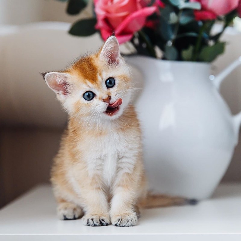Милый персидский котенок