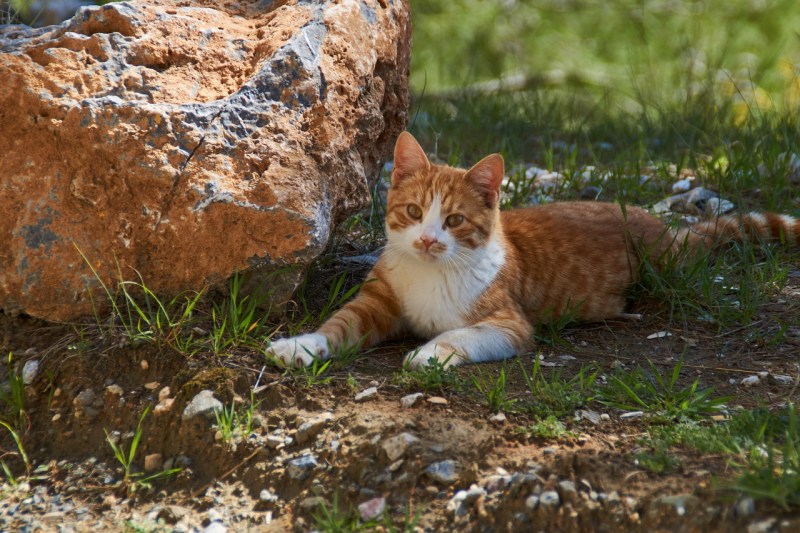 Рыжий и коричневый коты