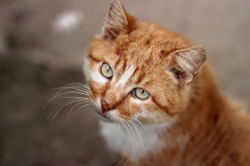 Рыжая кошка
