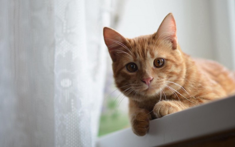 Охос азулес кошка рыжий