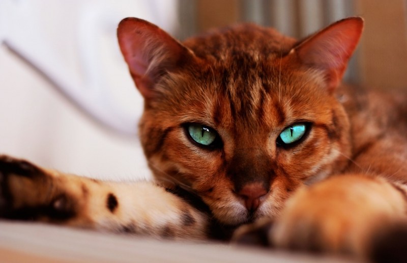 Редкие кошки