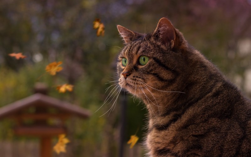 Коричневый кот с зелеными глазами