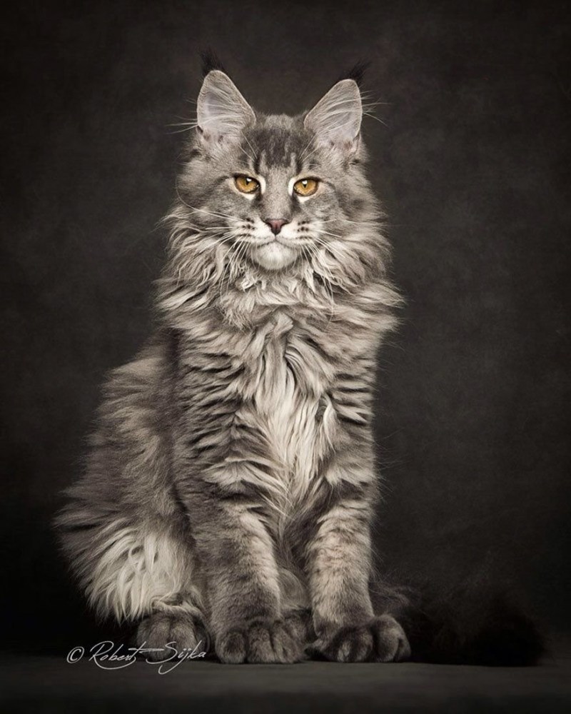 Кот Мейн кун