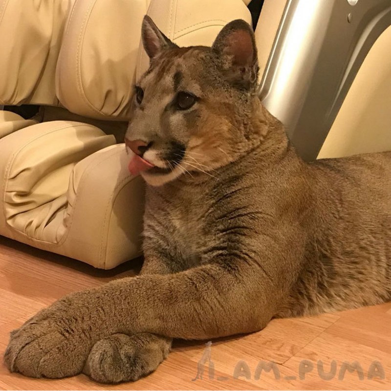 Кошка породы Пума