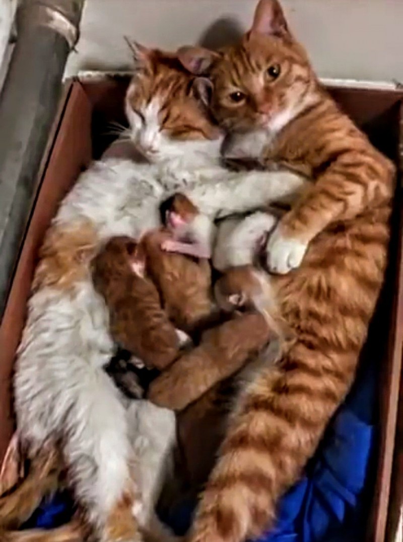 Массаж котенку