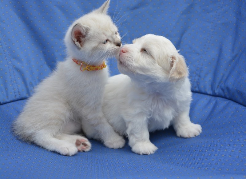 Любовный треугольник коты