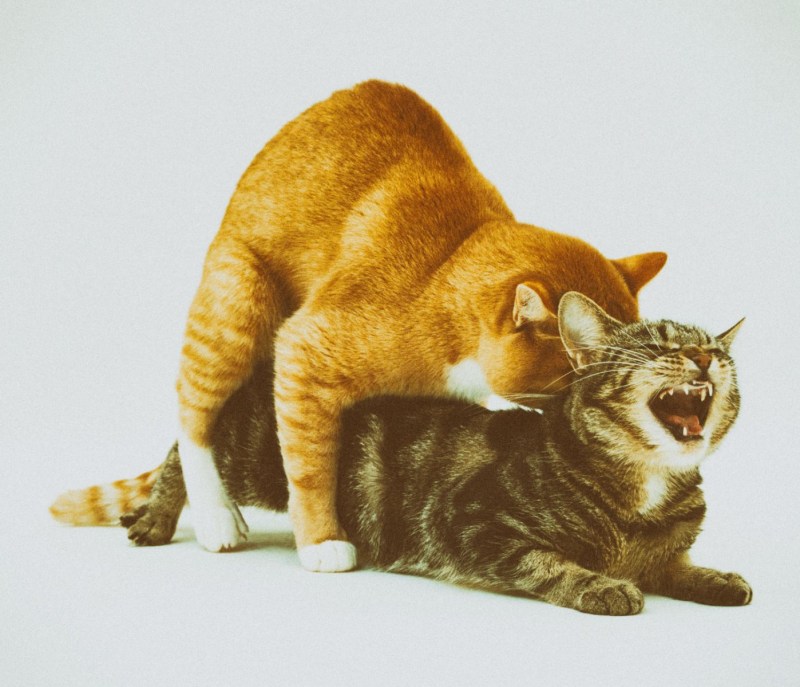 Коты занимаются любовью