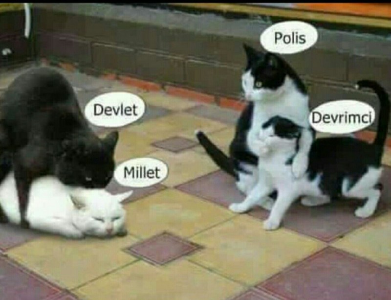 Коты ебуца