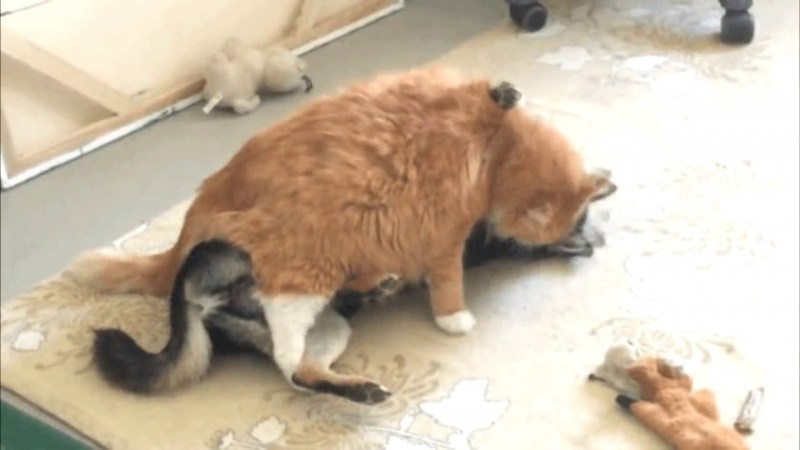 Кот массирует девушку