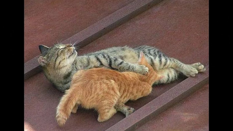 Сволочи кот