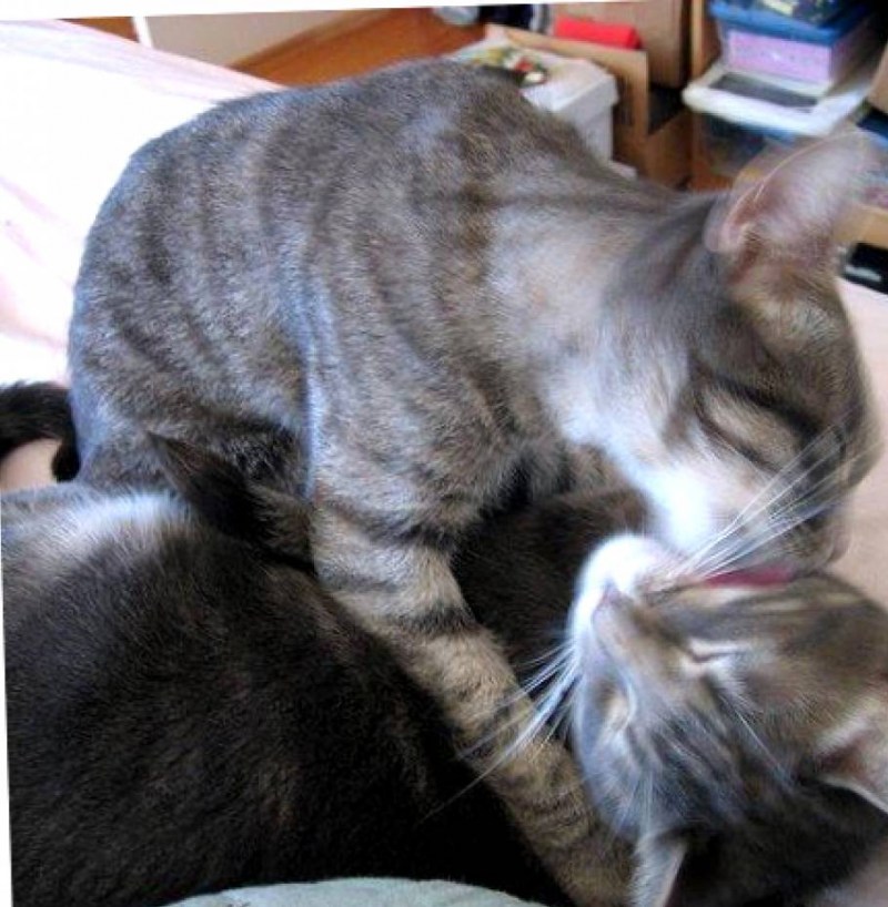 Котики любовь семья