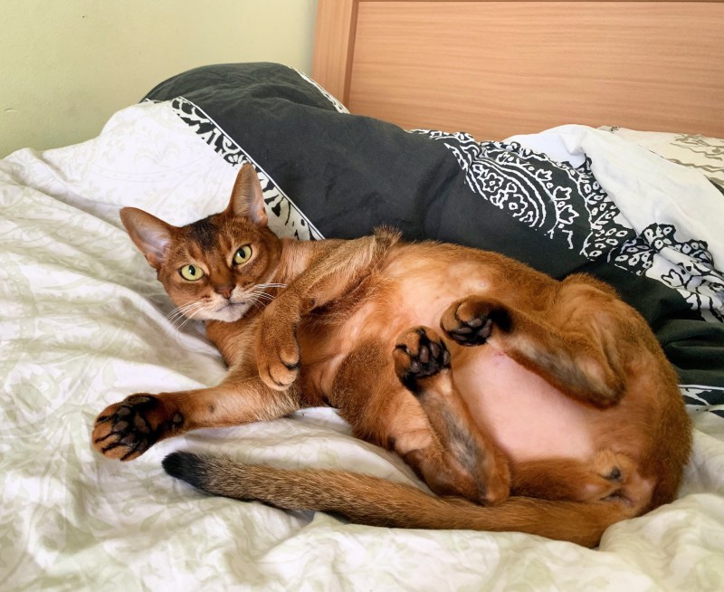 Поза с котом и хозяином