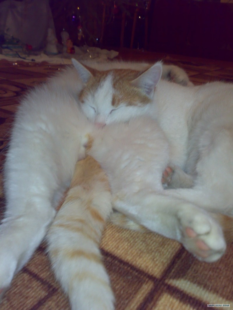 Коты занимаются этим
